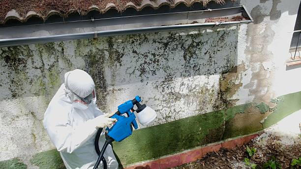 Trusted Crawl Space Mold Removal service in Ridgewood, IL - Cheap Mold Removal